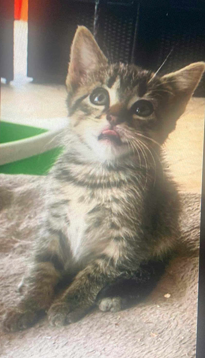 Gizmo
