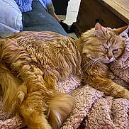 Loky a rejoint le concours — aidez-le/la à gagner de superbes lots ! animal, blanket, cat, couch, cozy, domestic_animal, feline, fluffy, fur, indoor, living_room, orange_cat, pet, pillow, pink_blanket, relaxed, resting, sleepy, whiskers, wooden_table