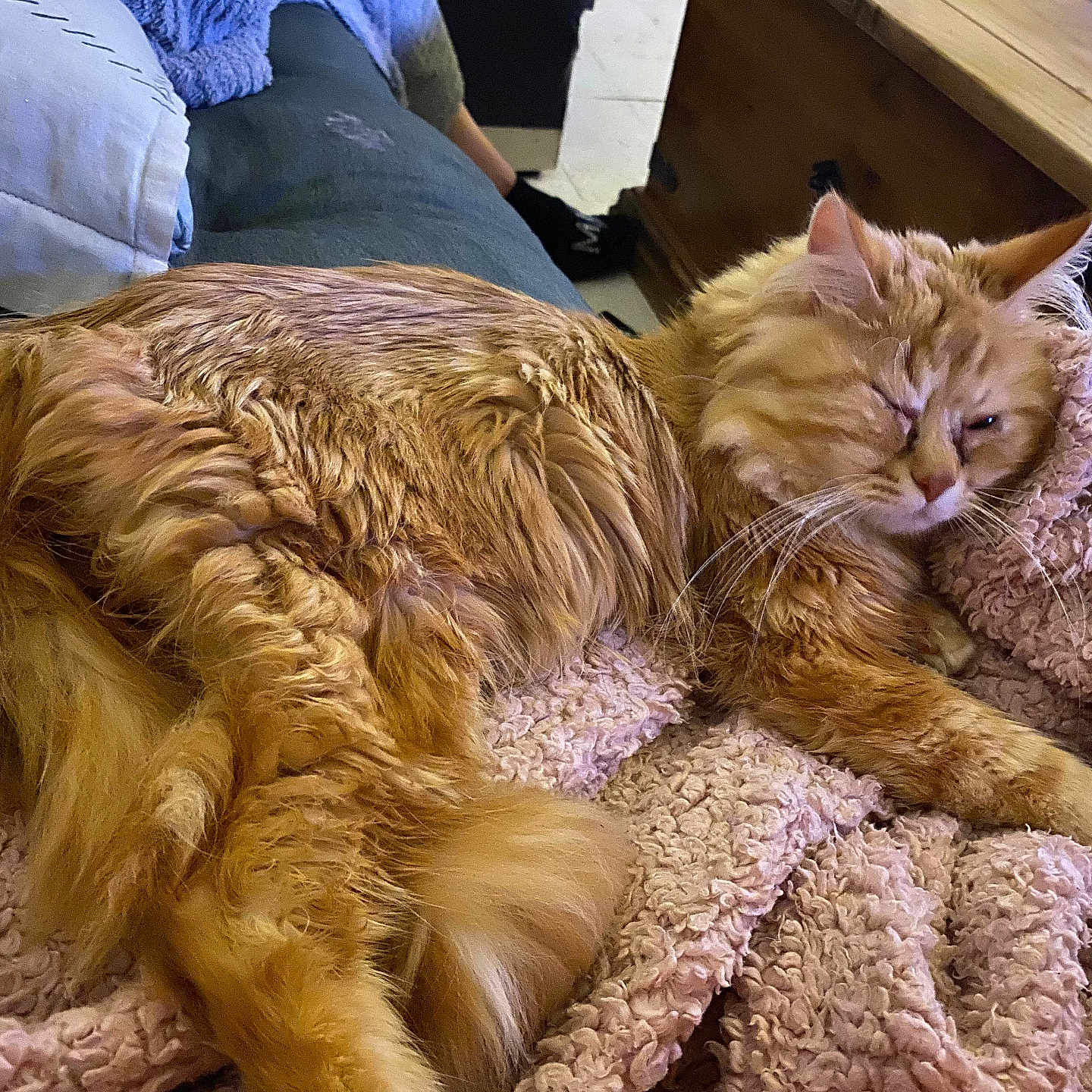 Loky a rejoint le concours — aidez-le/la à gagner de superbes lots ! animal, blanket, cat, couch, cozy, domestic_animal, feline, fluffy, fur, indoor, living_room, orange_cat, pet, pillow, pink_blanket, relaxed, resting, sleepy, whiskers, wooden_table