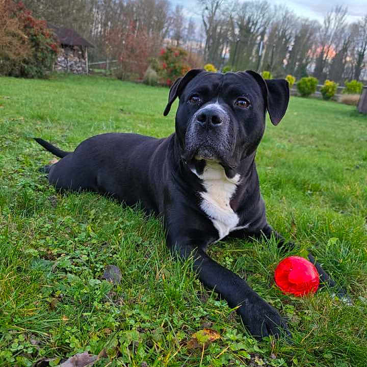 Simba participe au concours pour gagner de l'argent avec cette photo : animal, black_dog, canine, daylight, dog, fur, garden, grass, lawn, leaf, muzzle, nature, outdoor, park, pet, playing, red_ball, resting, summer, tree