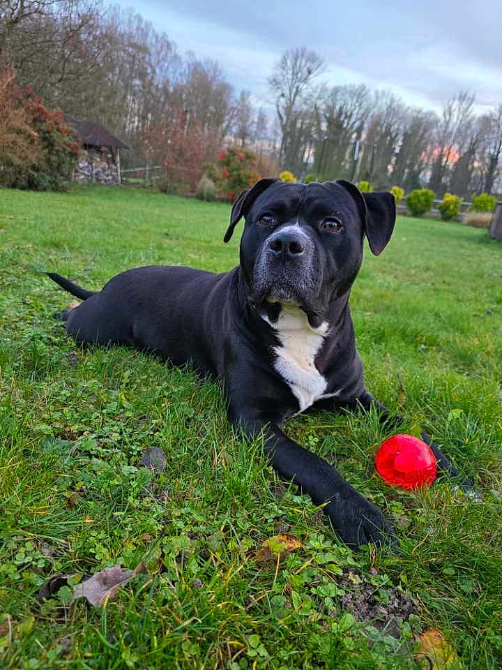 Simba participe au concours pour gagner de l'argent avec cette photo : dog, black_dog, grass, red_ball, outdoor, lawn, pet, canine, animal, nature, park, garden, tree, leaf, playing, resting, summer, daylight, fur, muzzle