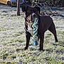 Simba participe au concours pour gagner de l'argent avec cette photo : dog, black_dog, toy, rope_toy, grass, frost, tree, yellow_fruit, car, outdoor, morning, nature, pet, animal, playful, garden, frosty_ground, canine, standing, parked_car
