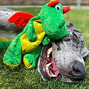 Delta Lieu is registered to the contest to win money with this photo: dog, plush_toy, dragon, grass, outdoor, lying_down, happy, smiling, open_mouth, teeth, animal, pet, green, red, yellow, stuffed_animal, close_up, portrait, playful, funny