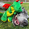 dog, plush_toy, dragon, grass, outdoor, lying_down, happy, smiling, open_mouth, teeth, animal, pet, green, red, yellow, stuffed_animal, close_up, portrait, playful, funny