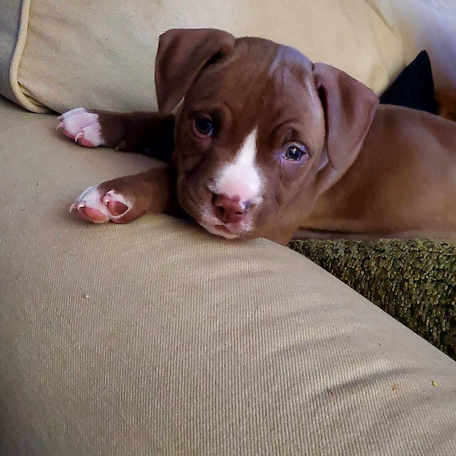 Luna joined the competition — help win amazing prizes! animal, brown, canine, couch, cozy, cute, dog, domestic, furniture, home, indoor, living_room, pet, portrait, puppy, relaxing, resting, sofa, white_markings, young_dog