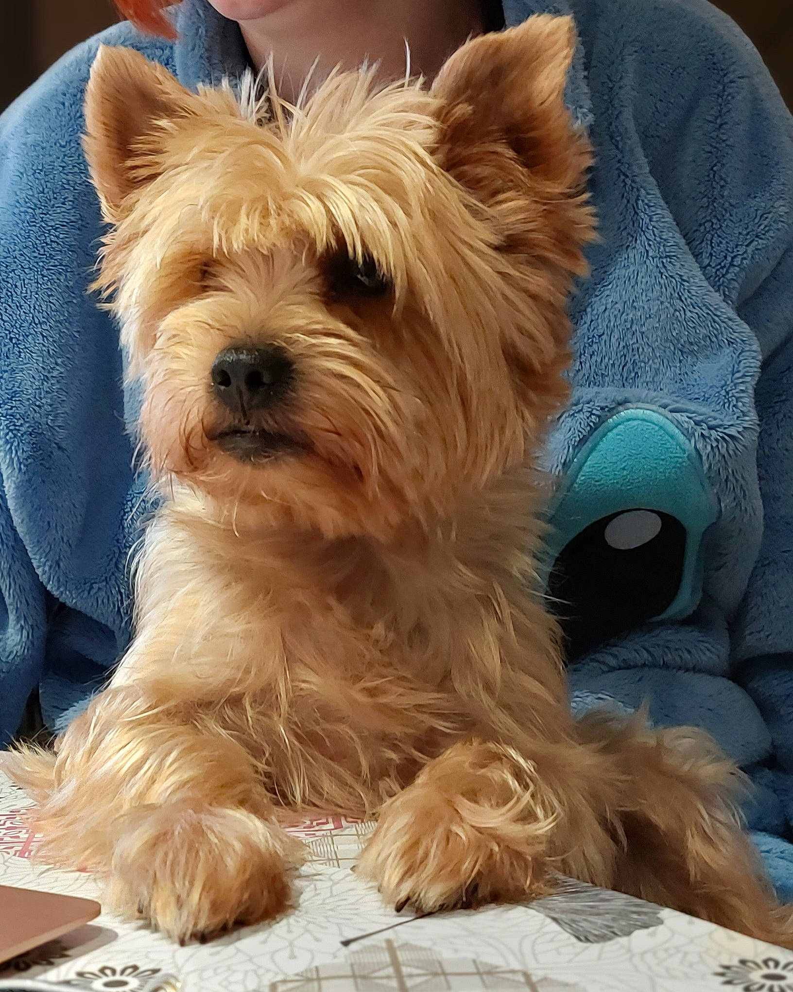 Salto a rejoint le concours — aidez-le/la à gagner de superbes lots ! australian_terrier, biewer_terrier, canidae, carnivore, clock, companion_dog, dog, dog_breed, fur, small_terrier, sporting_group, terrestrial_animal, terrier, toy_dog, yorkipoo