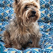 Oby a rejoint le concours — aidez-le/la à gagner de superbes lots ! dog, small_dog, fluffy, pet, sitting, cushion, patterned_cushion, indoor, comfort, fur, ears, animal, cute, companion, portrait, cozy, brown, beige, blue, yellow