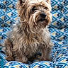 animal, beige, blue, brown, comfort, companion, cozy, cushion, cute, dog, ears, fluffy, fur, indoor, patterned_cushion, pet, portrait, sitting, small_dog, yellow