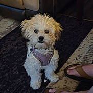 Skadi joined the competition — help win amazing prizes! dog, small_dog, fluffy, indoor, carpet, rug, leather_couch, purple_harness, pet, animal, footwear, sandals, floor, cozy, cute, sitting, fur, companion, domestic_animal, closeup