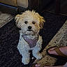 dog, small_dog, fluffy, indoor, carpet, rug, leather_couch, purple_harness, pet, animal, footwear, sandals, floor, cozy, cute, sitting, fur, companion, domestic_animal, closeup