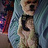 dog, white_dog, lying_down, bed, blue_bedspread, harness, indoor, relaxed, fluffy, pet, canine, furniture, room, sleepy, cozy, carpet, wooden_furniture, casual, domestic, resting