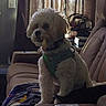 dog, white_dog, pet, indoor, couch, furniture, curtains, harness, treat, animal, fluffy, seated, living_room, cozy, soft_lighting, household_items, companion, cute, domestic, canine