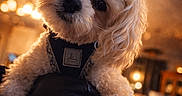 Skadi is registered to the contest to win money with this photo: dog, fluffy, curious, pet, indoor, warm_lighting, close_up, cute, small_dog, fur, animal, domestic, portrait, black_harness, head_tilt, soft_focus, cozy, home_interior, background_blur, companion