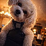 dog, fluffy, curious, pet, indoor, warm_lighting, close_up, cute, small_dog, fur, animal, domestic, portrait, black_harness, head_tilt, soft_focus, cozy, home_interior, background_blur, companion