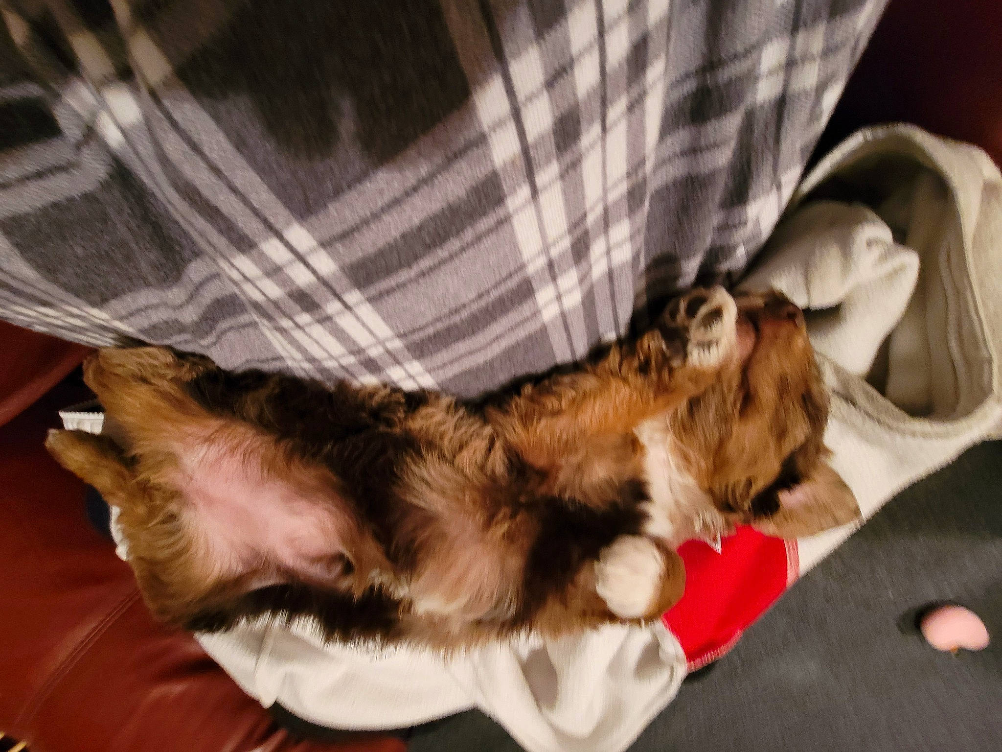 Freya joined the competition — help win amazing prizes! bed, canidae, carnivore, claw, comfort, companion_dog, dog_breed, fawn, felidae, fur, lap, nap, pattern, paw, plaid, small_to_medium_sized_cats, sporting_group, tail, tartan, whiskers