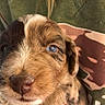 Freya is registered to the contest to win money with this photo: brown, canidae, carnivore, cocker_spaniel, companion_dog, dog, dog_breed, ear, eye, fur, gun_dog, jaw, liver, snout, spaniel, sporting_group, terrestrial_animal, whiskers, working_animal, wrinkle