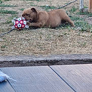 Yum a rejoint le concours — aidez-le/la à gagner de superbes lots ! dog, grass, ball, toy, outdoor, play, pet, brown, chewing, backyard, ground, grass_patch, plastic, fence, recreation, leisure, summer, animal, nature, canine