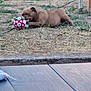 dog, grass, ball, toy, outdoor, play, pet, brown, chewing, backyard, ground, grass_patch, plastic, fence, recreation, leisure, summer, animal, nature, canine
