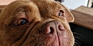 Yum a rejoint le concours — aidez-le/la à gagner de superbes lots ! dog, brown_dog, close_up, happy, pet, canine, mouth_open, teeth, tongue, whiskers, hand, indoor, living_room, furniture, television, couch, skin, animal, companion, domestic
