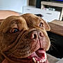 dog, brown_dog, close_up, happy, pet, canine, mouth_open, teeth, tongue, whiskers, hand, indoor, living_room, furniture, television, couch, skin, animal, companion, domestic