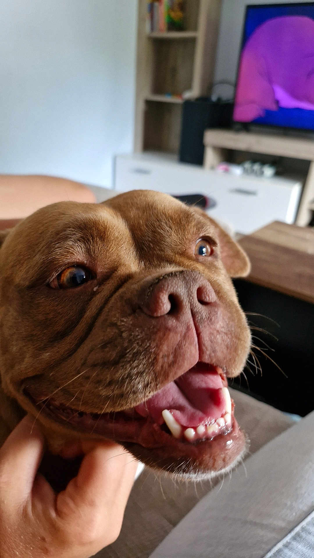 Yum a rejoint le concours — aidez-le/la à gagner de superbes lots ! dog, brown_dog, close_up, happy, pet, canine, mouth_open, teeth, tongue, whiskers, hand, indoor, living_room, furniture, television, couch, skin, animal, companion, domestic