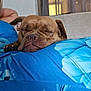Yum a rejoint le concours — aidez-le/la à gagner de superbes lots ! dog, sleeping, brown_dog, indoor, couch, window, curtain, blue_fabric, floral_pattern, resting, pet, animal, cozy, relaxation, closeup, face, snout, ears, paw, comfort