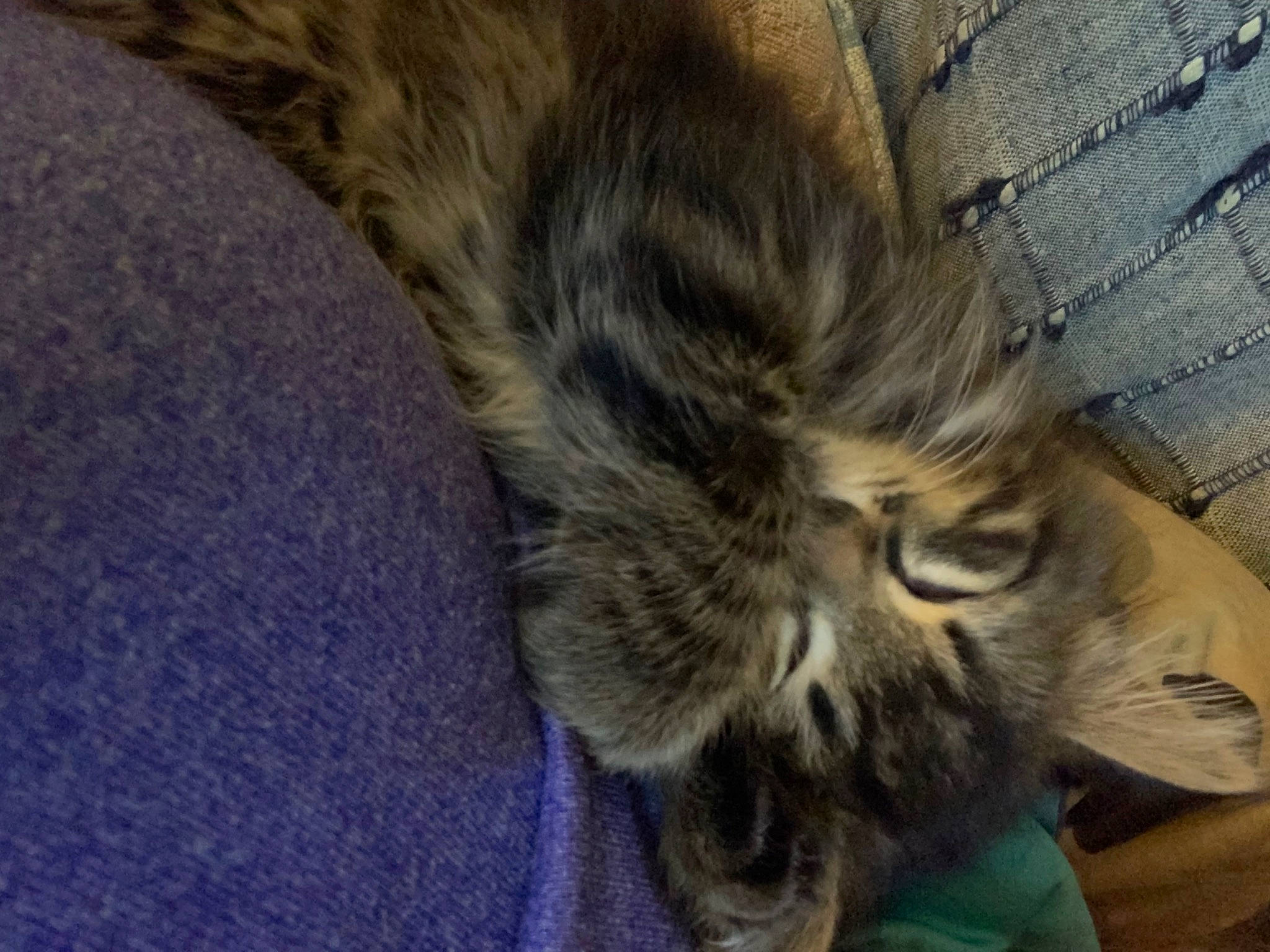 Figaro is registered to the contest to win money with this photo: carnivore, cat, claw, comfort, domestic_short_haired_cat, electric_blue, felidae, flooring, fur, grey, hardwood, nap, paw, small_to_medium_sized_cats, snout, tail, terrestrial_animal, whiskers, wood