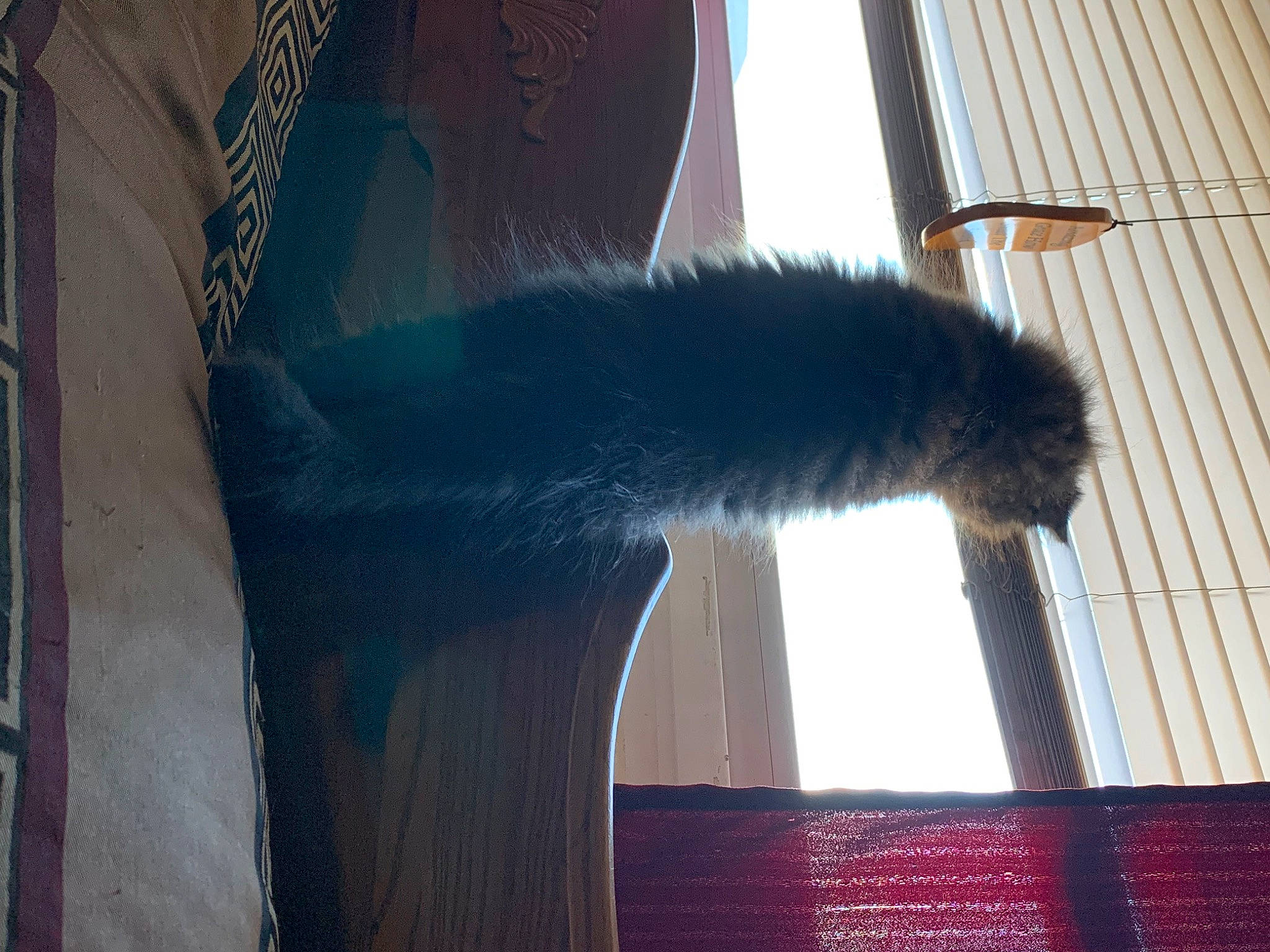 Figaro is registered to the contest to win money with this photo: cat, claw, electric_blue, felidae, foot, fur, glass, hardwood, human_leg, metal, paw, shadow, small_to_medium_sized_cats, tail, terrestrial_animal, tints_and_shades, trunk, whiskers, window, wood