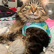 Figaro joined the competition — help win amazing prizes! tabby_cat, cat, pet, animal, feline, fur, whiskers, bed, blanket, toy, clothing, indoor, cozy, relaxed, household, fan, poster, colorful, pattern, soft