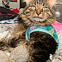 tabby_cat, cat, pet, animal, feline, fur, whiskers, bed, blanket, toy, clothing, indoor, cozy, relaxed, household, fan, poster, colorful, pattern, soft