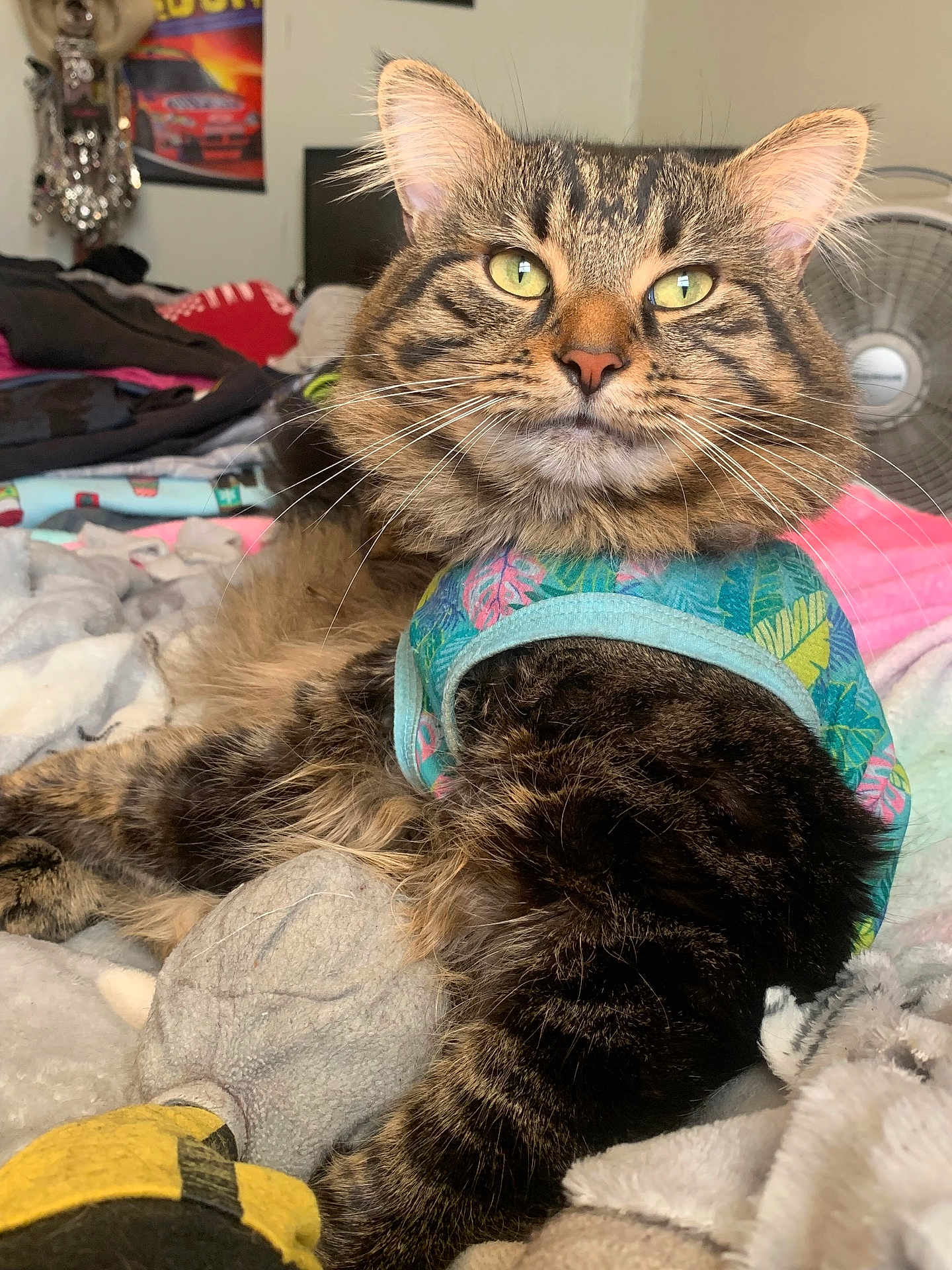 Figaro