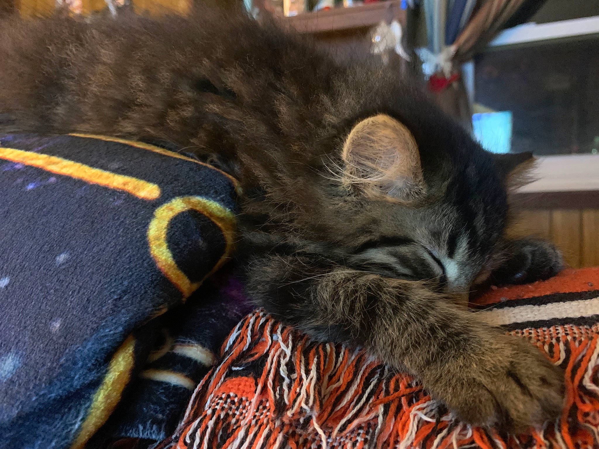 Figaro is registered to the contest to win money with this photo: carnivore, cat, claw, comfort, domestic_short_haired_cat, felidae, fur, nap, paw, sleep, small_to_medium_sized_cats, snout, tail, terrestrial_animal, whiskers