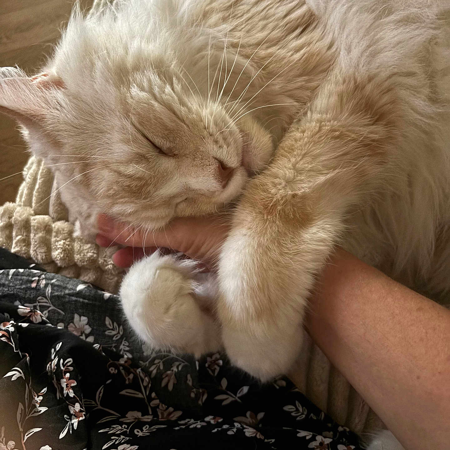 Youston participe au concours pour gagner de l'argent avec cette photo : cat, sleeping, hand, fluffy, cream_colored, pet, cozy, comfort, animal, fur, resting, indoor, close_up, cute, domestic_cat, relaxation, paw, gentle, blanket, human