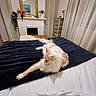 Youston participe au concours pour gagner de l'argent avec cette photo : cat, bed, blanket, furniture, mirror, mantelpiece, curtains, wicker_drawers, indoor, cozy, stretching, fluffy, cream_colored, decor, vintage, relaxing, pet, domestic, resting, home