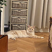 Youston a rejoint le concours — aidez-le/la à gagner de superbes lots ! cat, fluffy_cat, cream_color, wooden_floor, storage_unit, woven_baskets, curtains, indoor, pet, relaxed, furniture, cozy, home_interior, flooring, domestic_animal, resting, long_hair, calm, living_space, quiet