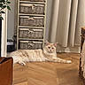 cat, fluffy_cat, cream_color, wooden_floor, storage_unit, woven_baskets, curtains, indoor, pet, relaxed, furniture, cozy, home_interior, flooring, domestic_animal, resting, long_hair, calm, living_space, quiet