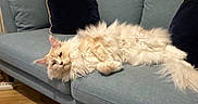 Youston a rejoint le concours — aidez-le/la à gagner de superbes lots ! cat, fluffy_cat, cream_colored, couch, sofa, pillows, indoor, wooden_floor, relaxed, lounging, pet, feline, home, cozy, sleepy, fur, living_room, comfortable, domestic_animal, resting