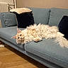 cat, fluffy_cat, cream_colored, couch, sofa, pillows, indoor, wooden_floor, relaxed, lounging, pet, feline, home, cozy, sleepy, fur, living_room, comfortable, domestic_animal, resting