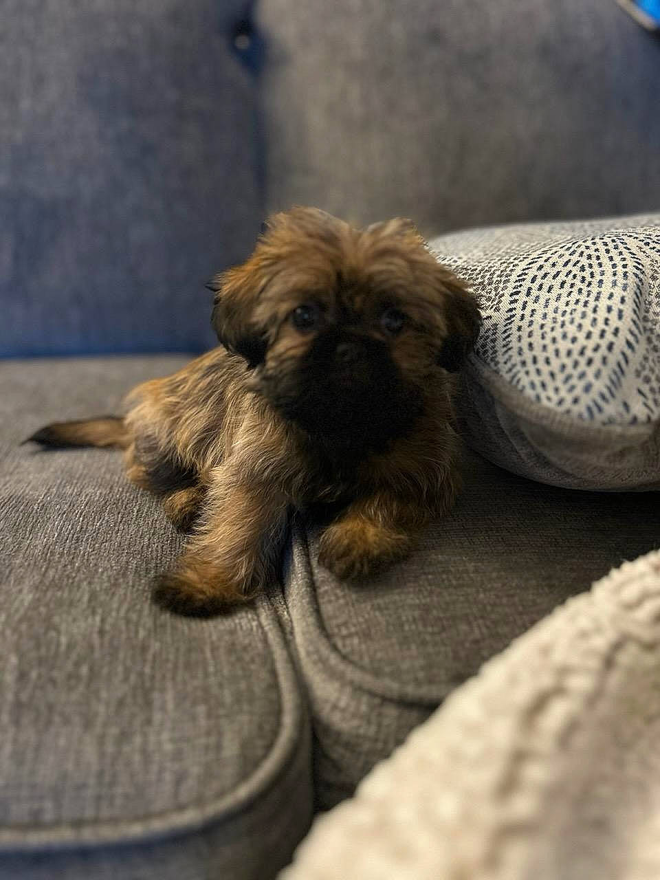 Ripley joined the competition — help win amazing prizes! canidae, carnivore, comfort, companion_dog, dog, dog_breed, dog_supply, fawn, fur, liver, paw, pet_supply, small_terrier, snout, sporting_group, terrestrial_animal, toy_dog, wood, working_animal, wrinkle