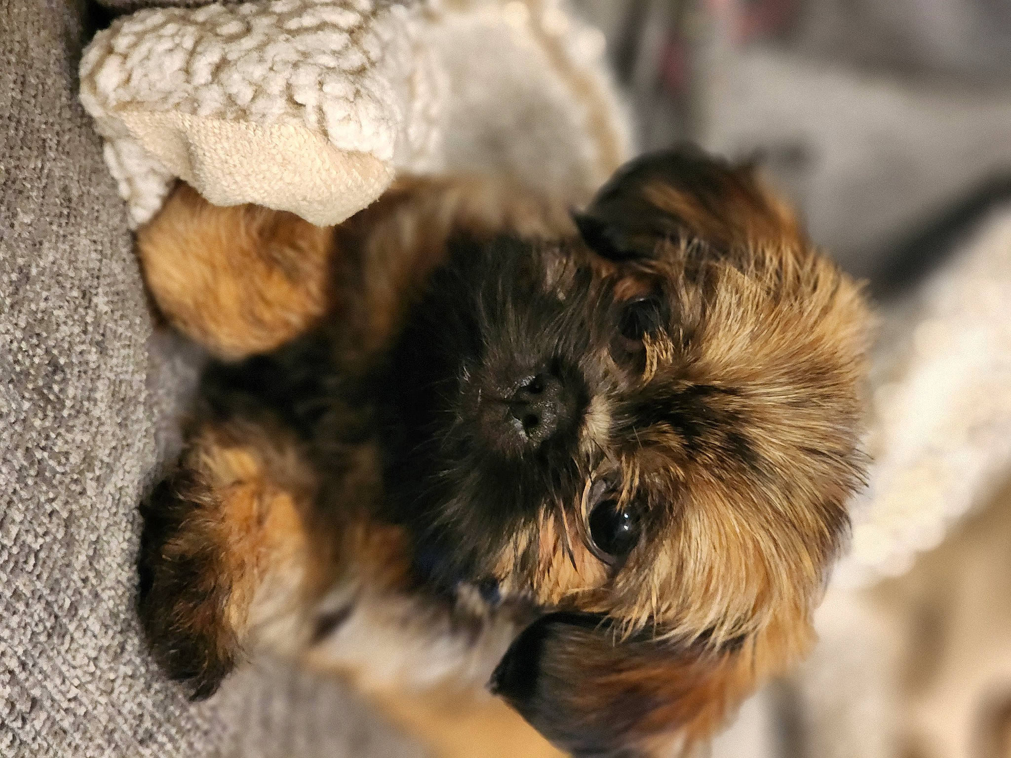 Ripley joined the competition — help win amazing prizes! canidae, carnivore, claw, companion_dog, dog, dog_breed, fawn, fur, liver, paw, puppy_love, small_terrier, snout, sporting_group, tail, terrestrial_animal, terrier, toy_dog, working_animal, yorkipoo