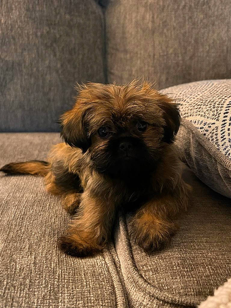 Ripley joined the competition — help win amazing prizes! canidae, carnivore, comfort, companion_dog, dog, dog_breed, dog_supply, fur, liver, non_sporting_group, pet_supply, puppy, small_terrier, snout, sporting_group, terrestrial_animal, toy_dog, wood, working_animal