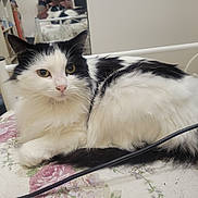 Prune a rejoint le concours — aidez-le/la à gagner de superbes lots ! animal, bedroom, bedspread, black_and_white, calm, cat, cozy, domestic, feline, floral_pattern, fluffy, fur, indoor, mirror_reflection, pet, pink_nose, portrait, relaxed, resting, whiskers