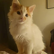 Caramel participe au concours pour gagner de l'argent avec cette photo : animal, bedroom, cat, cozy, curious, cute, ears, face, feline, furry, indoor, kitten, orange, pet, quilt, sitting, soft, whiskers, white, young