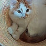 Caramel participe au concours pour gagner de l'argent avec cette photo : animal, basket, cat, colorful, cozy, curled_up, cute, domestic_animal, fur, home, indoor, kitten, looking_up, orange_and_white_cat, pet, resting, small_cat, textile, wooden_floor, woven_basket