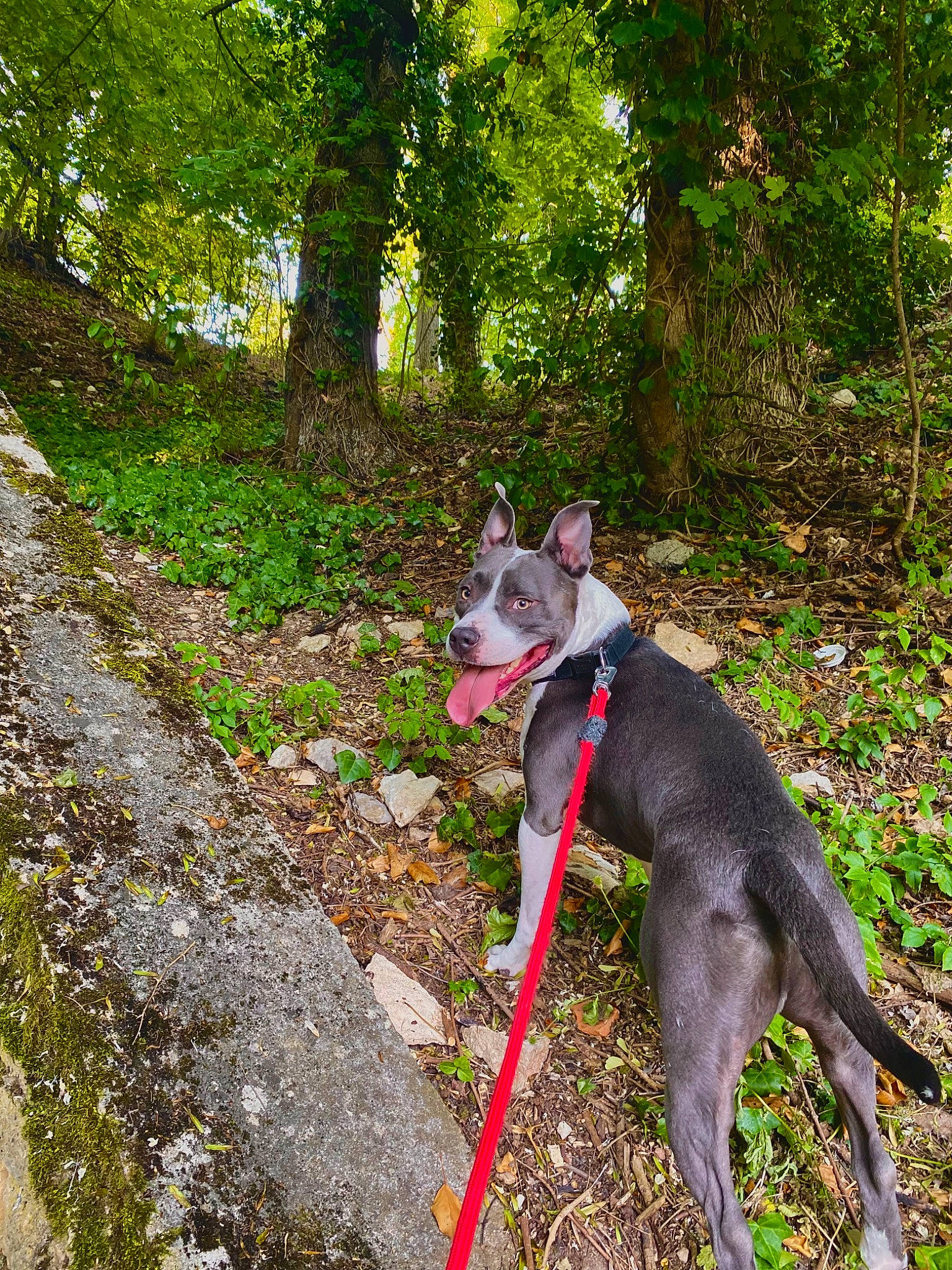 Rosko participe au concours pour gagner de l'argent avec cette photo : canidae, carnivore, collar, dog, dog_breed, dog_collar, dog_supply, fashion_accessory, fawn, forest, grass, leash, plant, recreation, snout, sporting_group, tail, terrestrial_plant, tree, working_animal