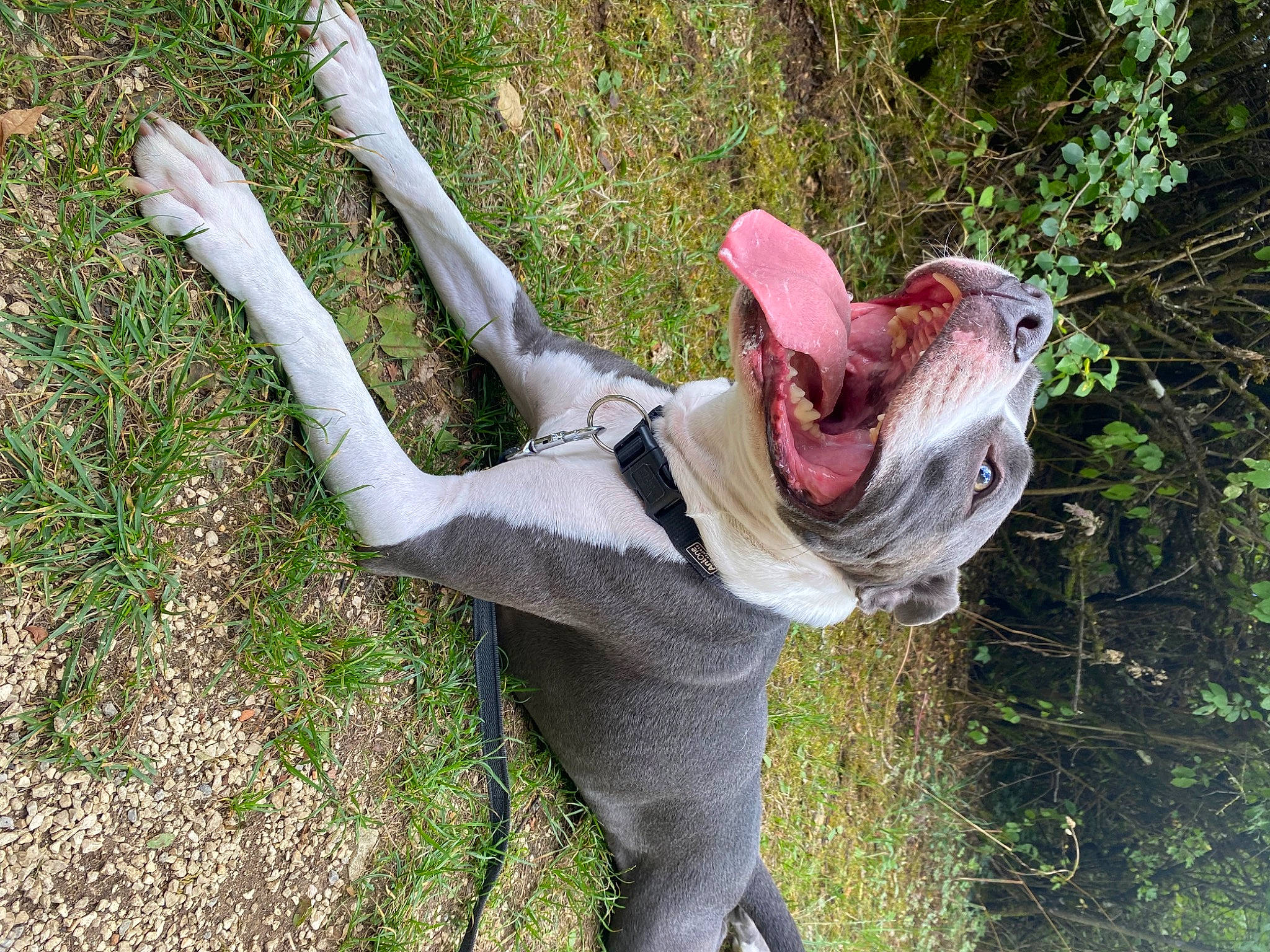 Rosko participe au concours pour gagner de l'argent avec cette photo : art, canidae, companion_dog, dog, dog_breed, dog_collar, fawn, gesture, grass, lawn_ornament, non_sporting_group, plant, snout, sporting_group, tail, terrestrial_animal, trunk, wildlife, wood, working_animal
