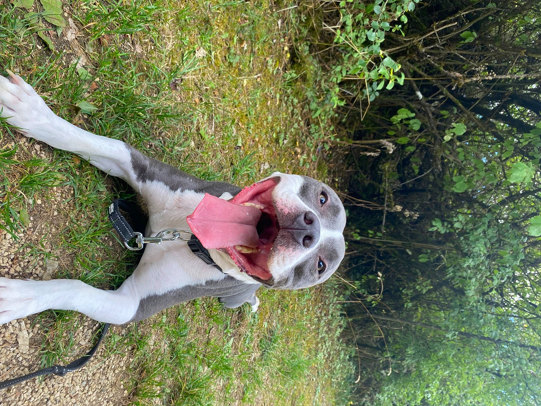 Rosko participe au concours pour gagner de l'argent avec cette photo : art, bone, canidae, fawn, grass, grass_family, lawn_ornament, plant, recreation, sculpture, skull, sporting_group, tail, terrestrial_animal, tree, troodon, trunk, twig, wildlife, wood