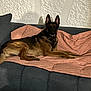 Nao a rejoint le concours — aidez-le/la à gagner de superbes lots ! animal, black, blanket, brown, canine, comfort, couch, dog, domestic, ears_up, fur, furniture, german_shepherd, home, indoor, lying_down, pet, quiet, relaxed, resting