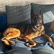 Nao participe au concours pour gagner de l'argent avec cette photo : dog, german_shepherd, couch, blanket, pillow, indoor, sunlight, pet, animal, relaxing, fur, canine, collar, furniture, home, cozy, resting, domestic_animal, living_room, comfortable