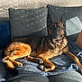 dog, german_shepherd, couch, blanket, pillow, indoor, sunlight, pet, animal, relaxing, fur, canine, collar, furniture, home, cozy, resting, domestic_animal, living_room, comfortable